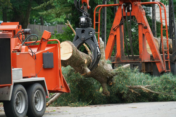 Best Tree Removal  in Stevensville, MT